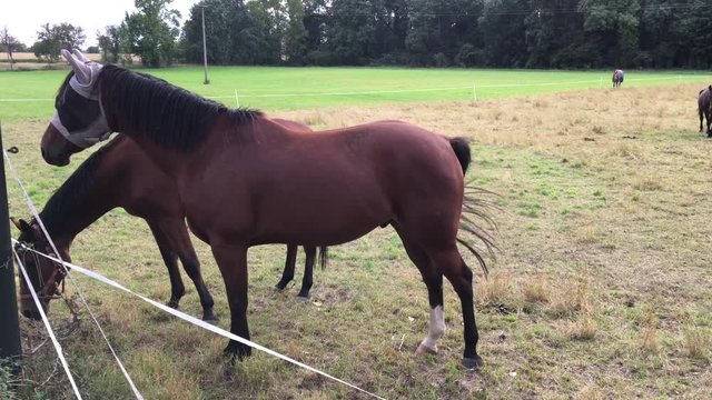 Pferd, Pferde auf Koppel 