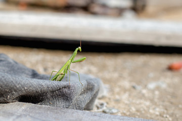 European Mantis or Praying Mantis, Mantis religiosa