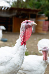 Turkey on a farm , breeding turkeys. White turkey portrait. Flock of Turkeys at the farm. Pasture raised turkey on a farm.