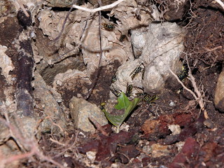 nest of wasps in the soil, Damaged nest of wasps,