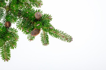 Fototapeta na wymiar Green coniferous branch with nice cone isolated on white for your christmas project.