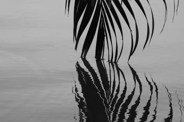 Papier Peint photo Palmier feuille de cocotier et réflexion sur l& 39 eau - monochrome
