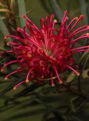 Exotic red flower, Red silky oak, agains blurred green background.