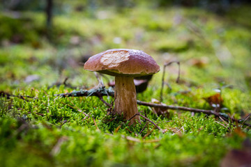 inedible mushrooms in the forest