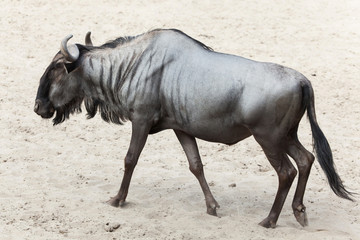 Blue wildebeest (Connochaetes taurinus)