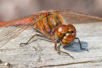 a dragonfly sits on an old tree
