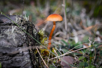 inedible mushrooms in the forest