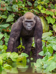 Gorilla in Gabon Endangered eastern gorilla in the beauty of african jungle  (Gorilla gorilla)