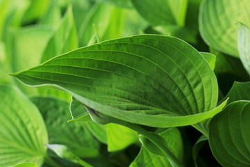 Green leaf on the green backgrounds