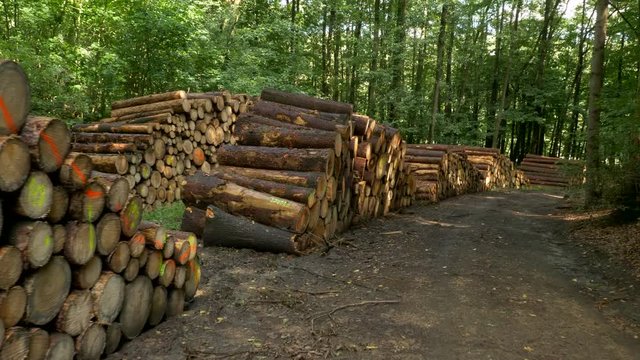 Heaps of cut wood in forest