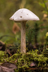 Mushroom Amanita virosa aka destroying angel
