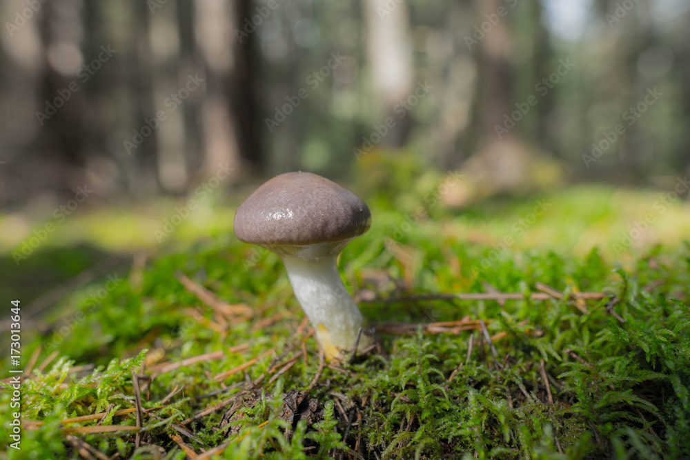 Poster inedible mushrooms in the forest