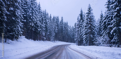 Christmas Winter Landscape Spruce And Pine Trees Covered In