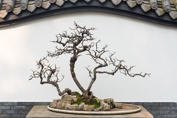 Bare bonsai tree in front of a chinese white wall, Chengdu, China