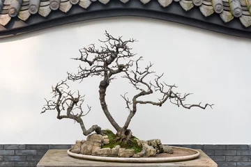 Foto auf Alu-Dibond Bloßer Bonsai-Baum vor einer chinesischen weißen Wand, Chengdu, China © LP2Studio