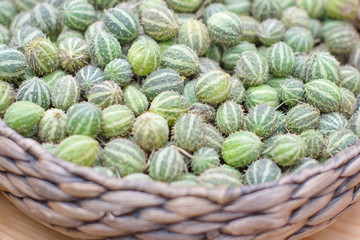 Cucamelon (Melothria scabra)