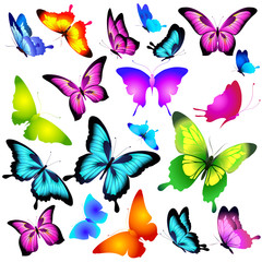 beautiful color butterflies,set, isolated  on a white