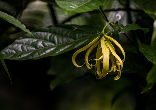 Perfume Tree Or Ylang Ylang