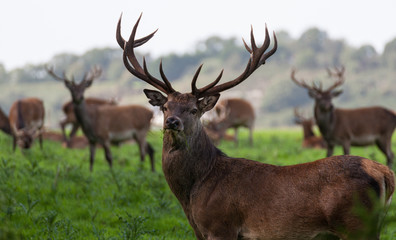 powerful stag red deer grazing in a grass field
