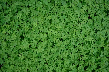 オオキバナカタバミ（オキザリス）