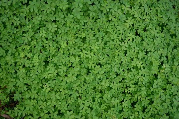 オオキバナカタバミ（オキザリス）