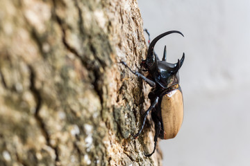 Rhinoceros beetle, Rhino beetle, Hercules beetle