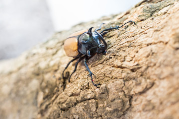 Rhinoceros beetle, Rhino beetle, Hercules beetle