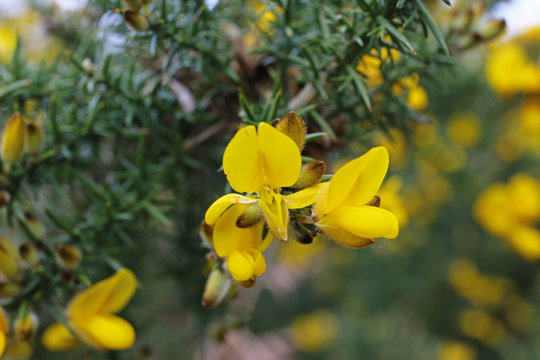 Stechginster (Ulex europaeus)