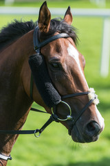 Obraz premium Racehorse portrait on the racetrack