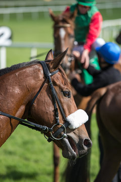 Side profile portrait of a racehorse on the race track