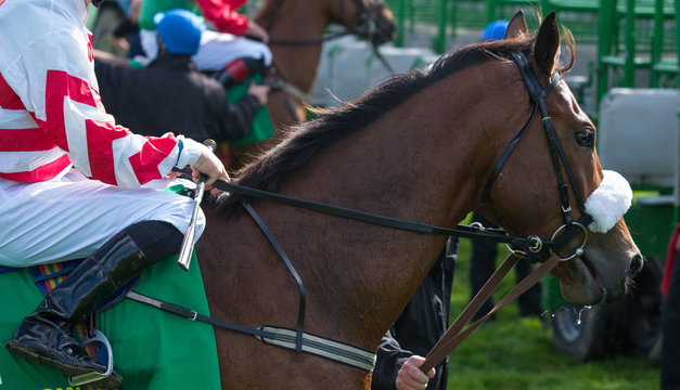 Close-up on race horse and jockey near the start gate
