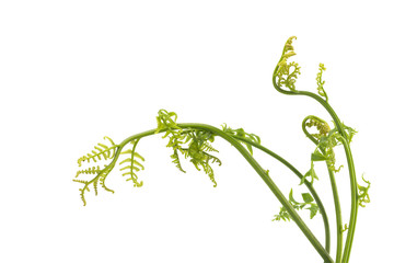  Vegetable fern isolated on white background.