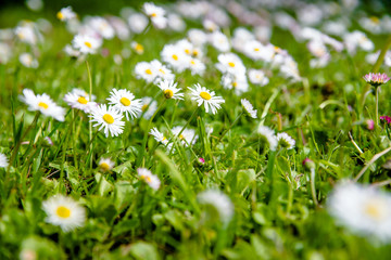 White small daisies blooming on grass background 