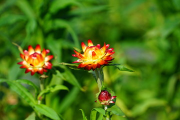 Straw flowers  (xerochrysum bracteatum) growing in the garden