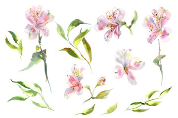 Fototapeta na wymiar Collection romantic watercolor alstroemeria flowers