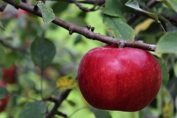 Fruit Apple in Tree on Branch Red