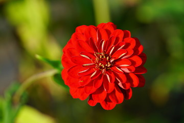 Orange red zinnia flower in bloom