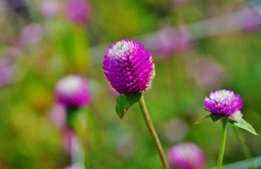 Gomphrena Globosa globe amaranth flowers