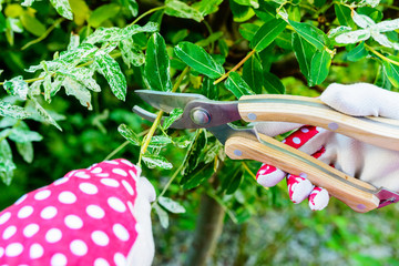 Hands with gloves of gardener doing maintenance work, pruning the tree