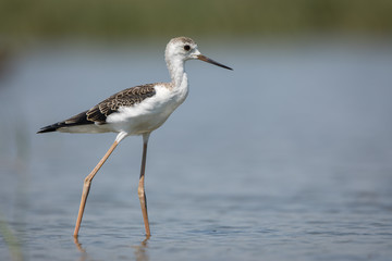Black-winged Stilt