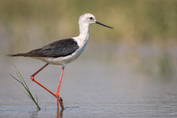 Black-winged Stilt