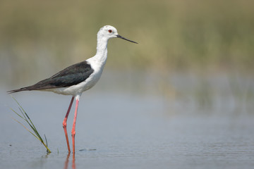 Black-winged Stilt