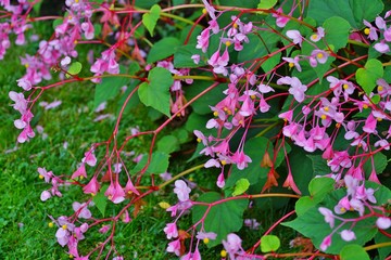 Pink hardy begonia  flowers