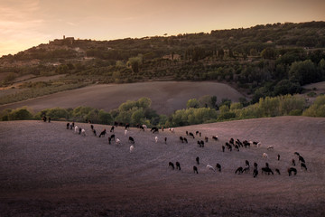 Casale Marittimo, Tuscany, Italy, view through the fields with the flock of sheep on september
