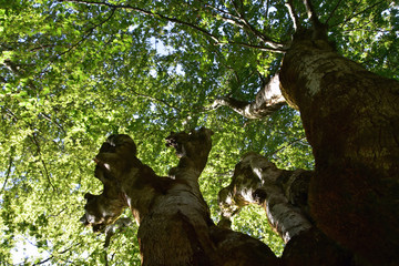 Obraz premium Upwards view of old beech tree in leaf