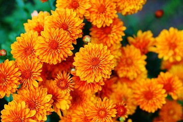 Colorful chrysanthemum flowers in the fall