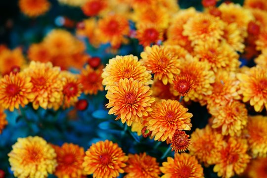 Colorful Chrysanthemum Flowers In The Fall