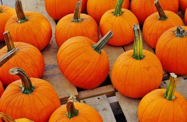 Round orange pumpkins in bulk at the farmers market in the fall