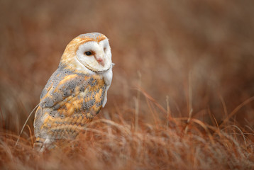 Barn Owl - Tyto alba