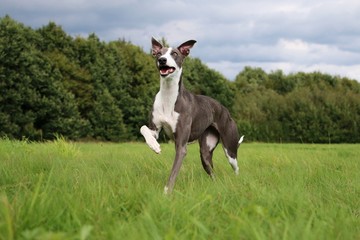 spielende Windhunde im PArk